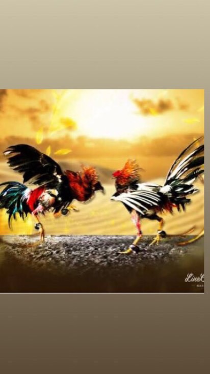 คนรักไก่ชน พูดคุยเรื่องไก่ชน🐓