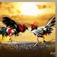 คนรักไก่ชน พูดคุยเรื่องไก่ชน🐓