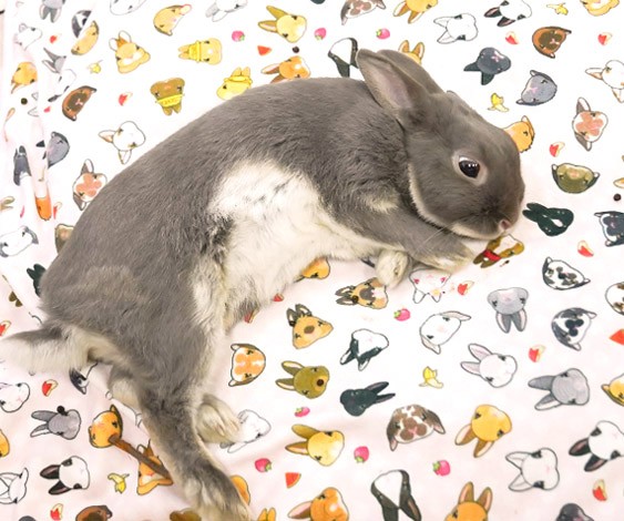 思わず笑っちゃう爆睡姿も うさぎのふうた ベストショットコレクション Vol 2 ふうたの飼い主