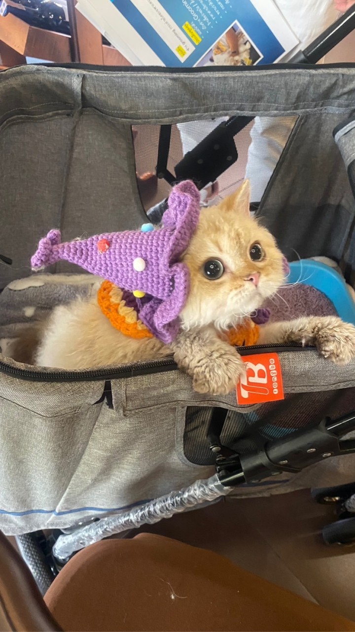 Maki Cattery