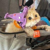 Maki Cattery