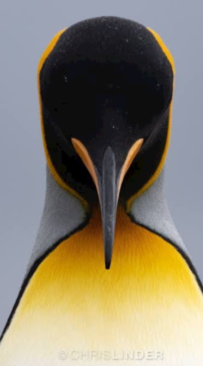 ペンギン🐧好きな人❤️集まれ🐧