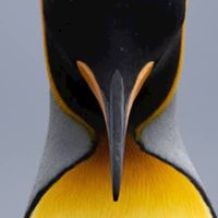ペンギン🐧好きな人❤️集まれ🐧