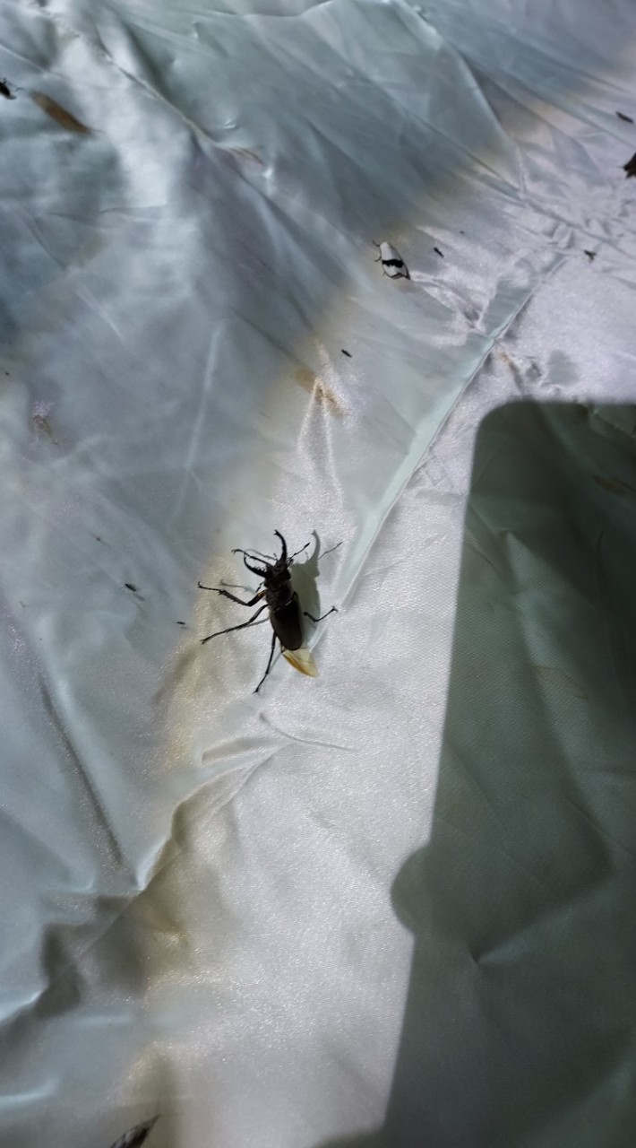 夏季採集即時分享交流
