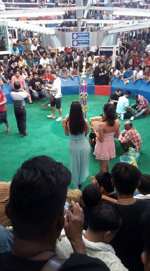 ไก่ชนสำหรับนักล่าเดิมพันตัวจริง