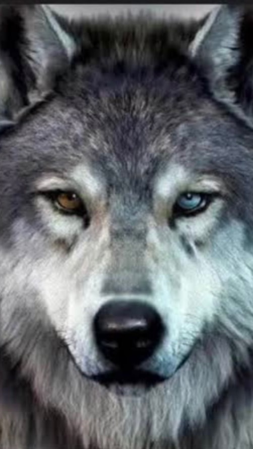 หมาป่าเดียวดาย🐺