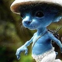 Smurf cat