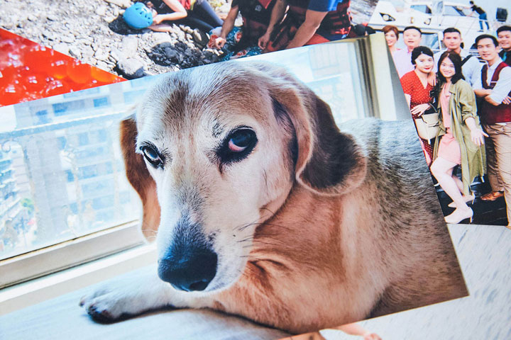 毛小孩身上的毛髮也相當有立體感與層次！