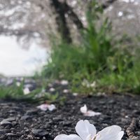 イラストオプから生まれた歌オプ