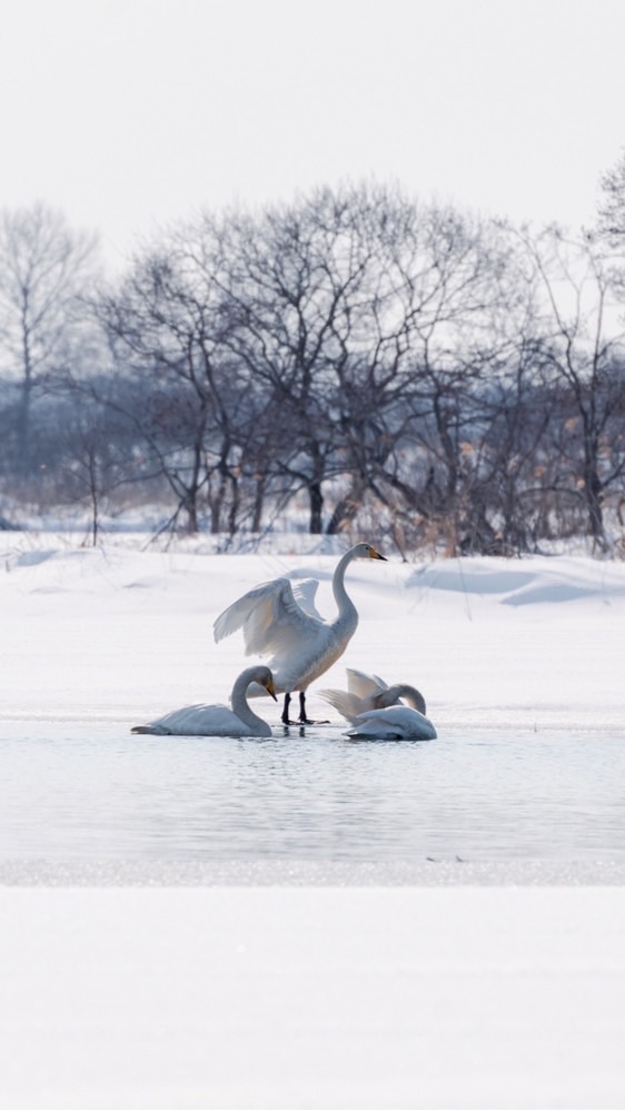 フォト📸サークル in 北海道のオープンチャット