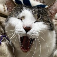 猫の写真、動画編集 studio cats