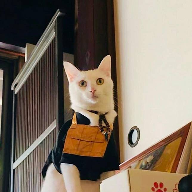 京都可愛貓貓住持是以顏值吸引信徒嗎 Homita Line Today