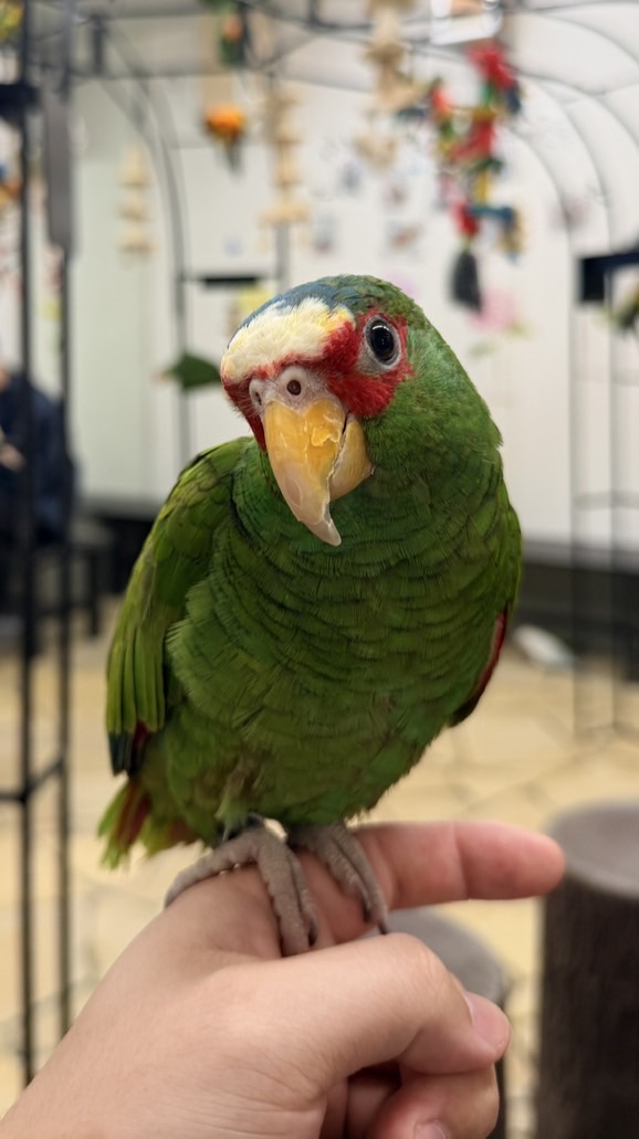 鸚為有你🦜