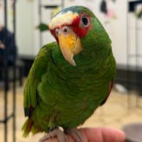 鸚為有你🦜