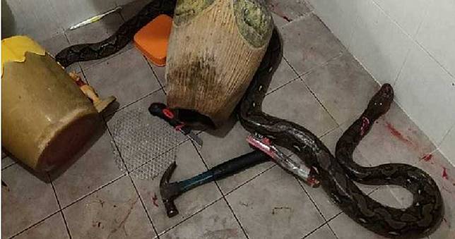 馬桶竄巨蛇　母被緊咬兒持鐵鎚救援