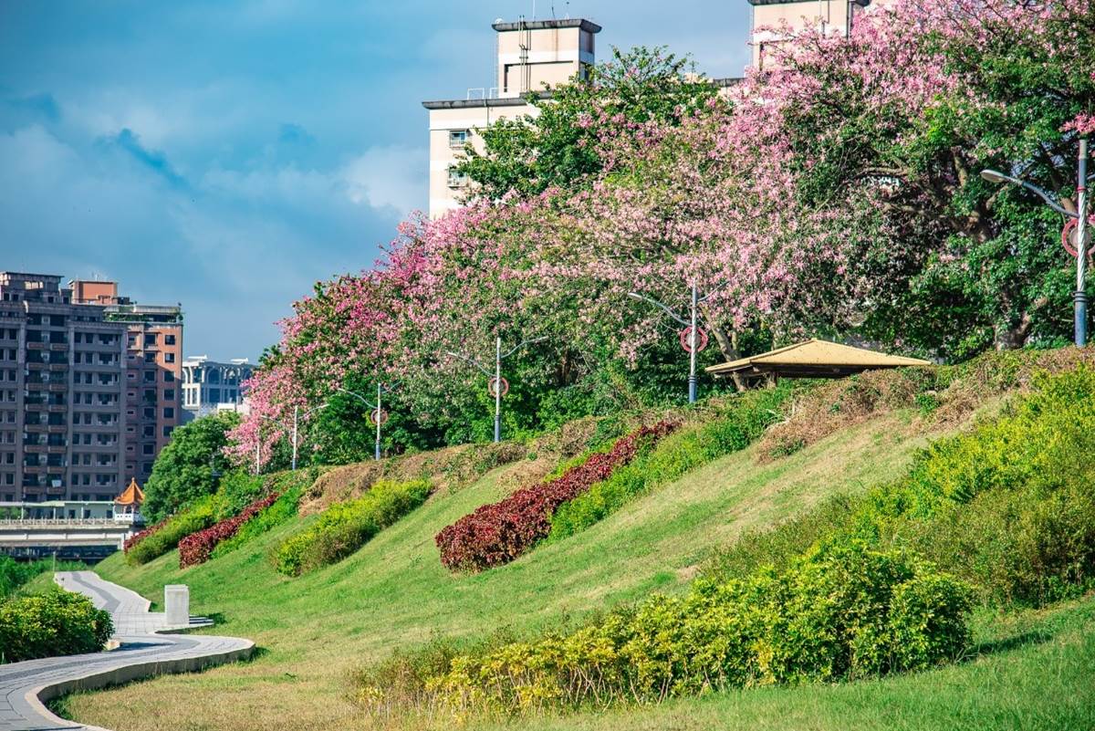 秋限定「賞櫻步道祕境」藏在這！上百株「美人樹」粉嫩大爆發，11月前免費拍