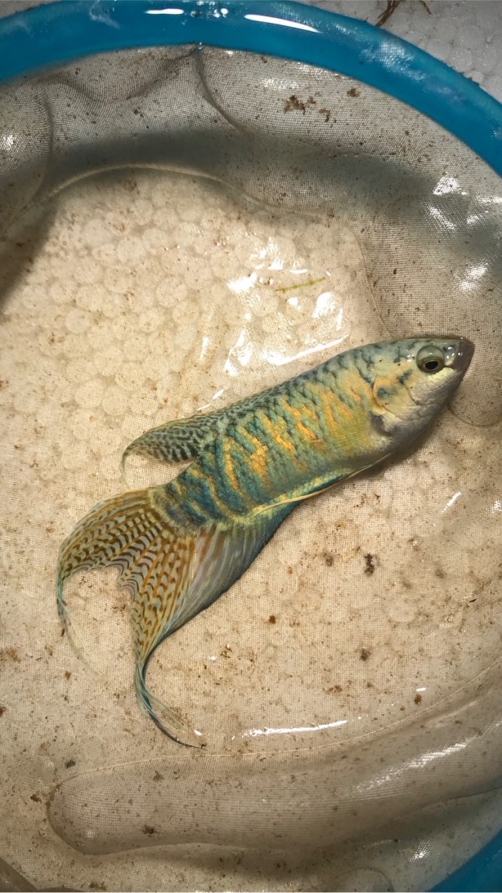 蓋斑鬥魚、泰國鬥魚交流群