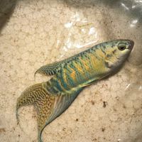 蓋斑鬥魚、泰國鬥魚交流群
