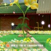 竹山皮克敏開花區互相交流