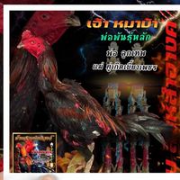 หมาบ้า  สิงห์สำอางค์BG