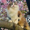 貓戰士-櫻葉族之地