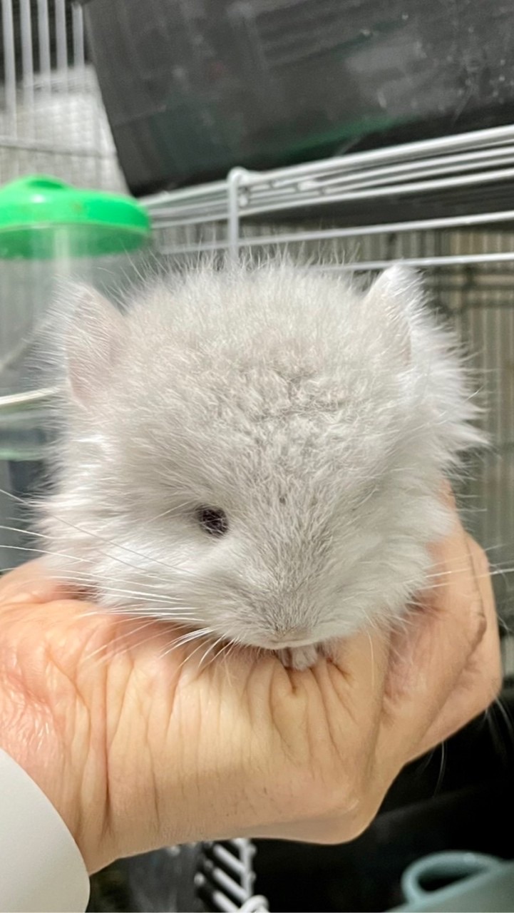 Chinchilla ชินชิลล่า - TCBC