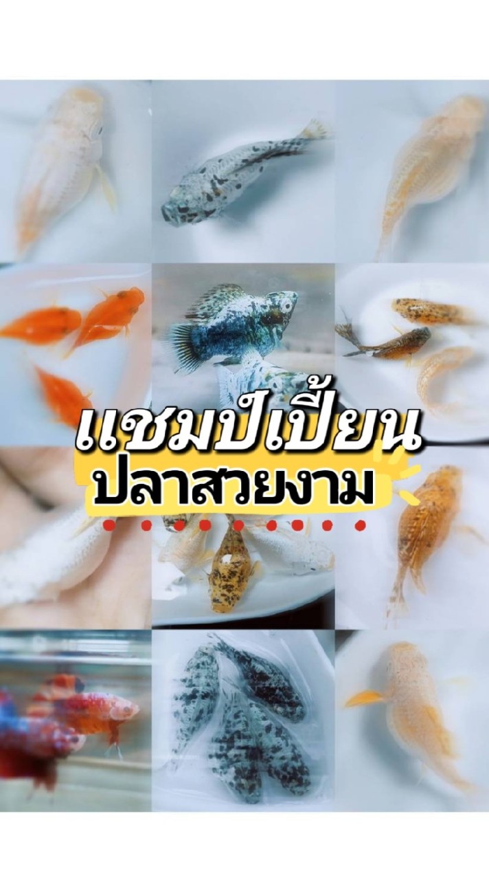 ปลาสวยงาม เเชมป์เปี้ยน