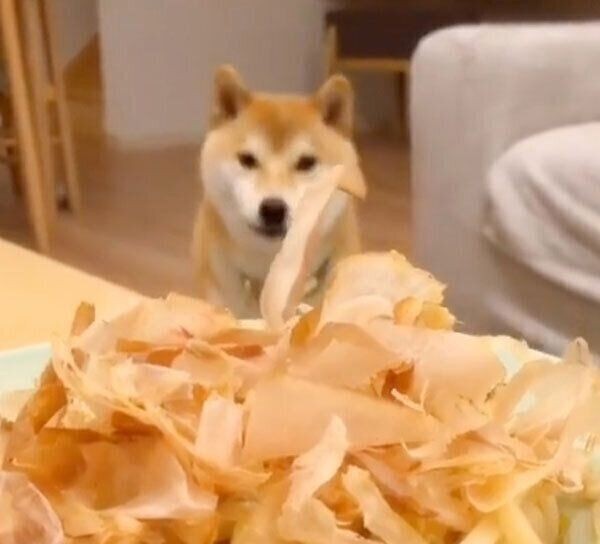 柴犬かぼすちゃんへ そこにいてくれるだけでありがとう