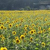 ひまわりボートレース予想🌻✨