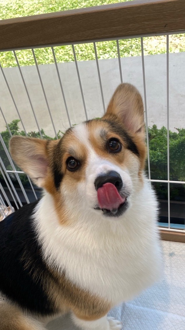 柯基犬小爺の店