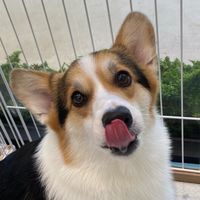 柯基犬小爺の店