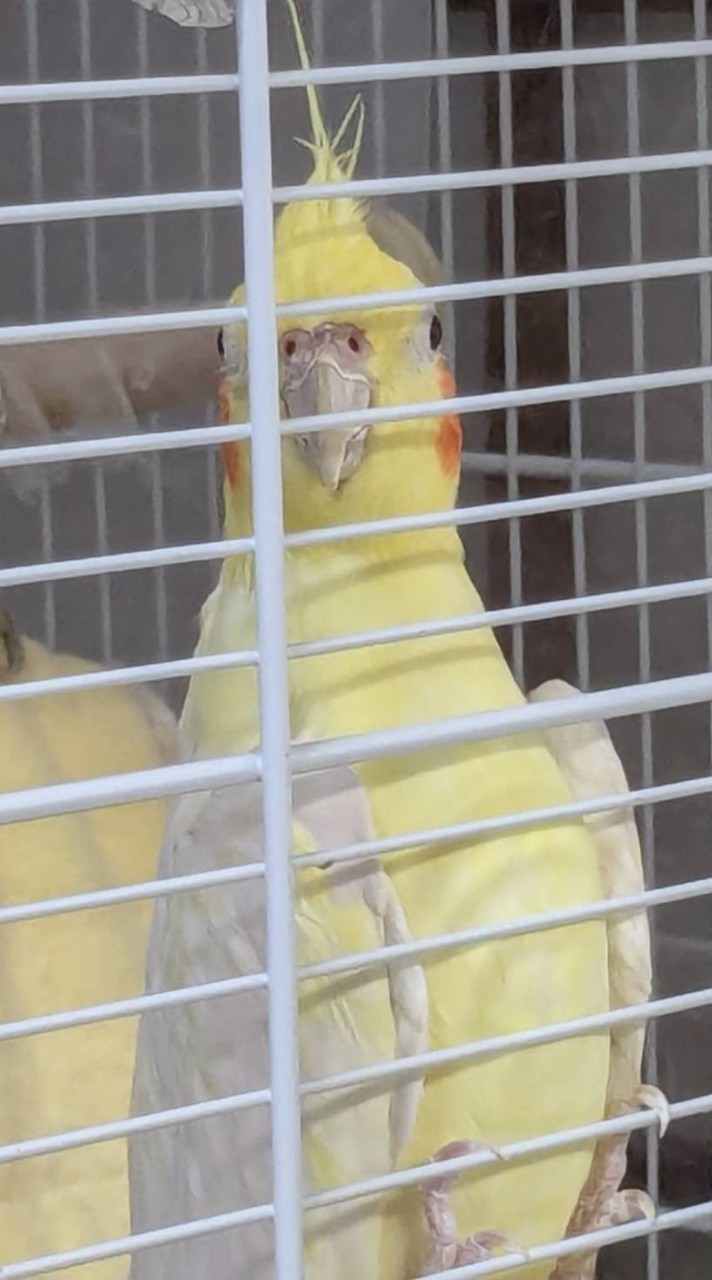 オウムちゃんと仲良く話そ！