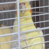オウムちゃんと仲良く話そ！