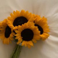 ด้อมทานตะวัน🤍🌻