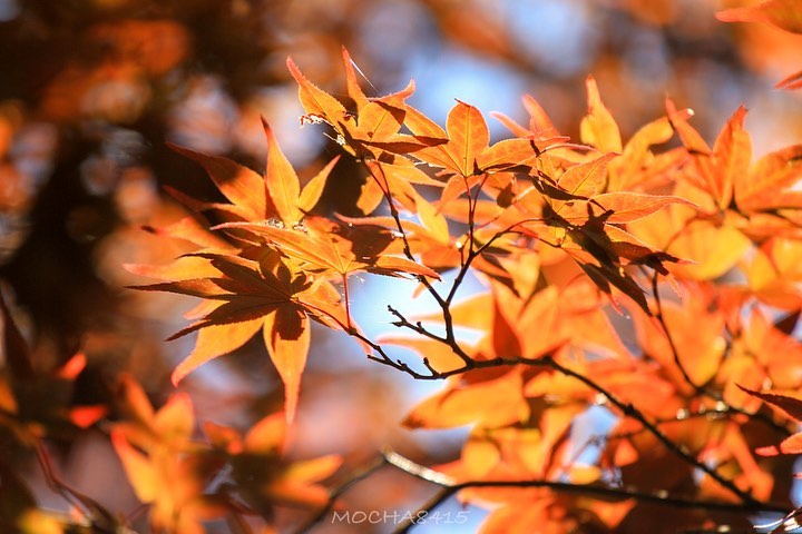 太平山 @mocha8415