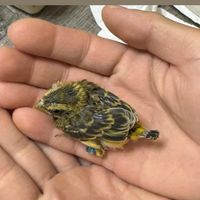 大金黃 金燕 小灰硯 黃喉 黑喉 硯科 雀鳥分享群