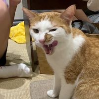 普化