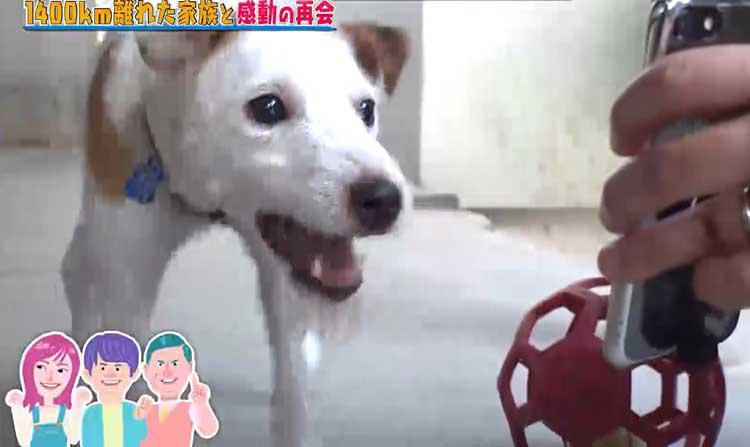 1400 離れた家族との再会 待ち続ける犬と飼い主の絆