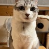 猫の写真をひたすらUPしながら雑談を楽しむ部屋 〜Second Mission〜 🐈‍⬛