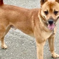 台灣犬台灣土狗內門萌寵園地