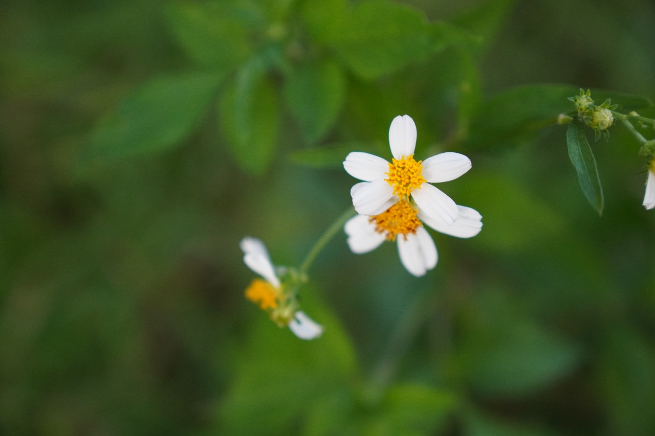 E接環首顆APS-C鏡皇終於來到，Sony 16-55mm F2.8 G 實測動手玩（NDA至9/18 10:00）