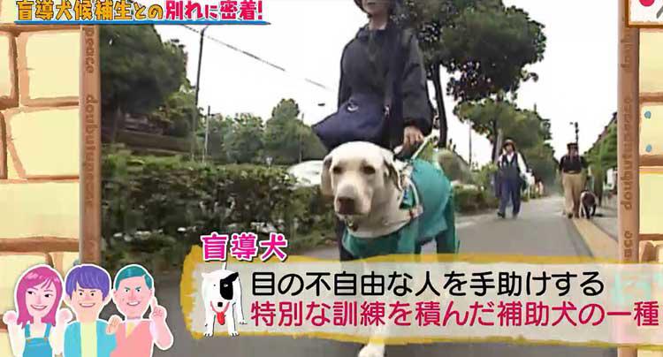感動 涙の別れ 盲導犬を目指すワンちゃんと少女の物語