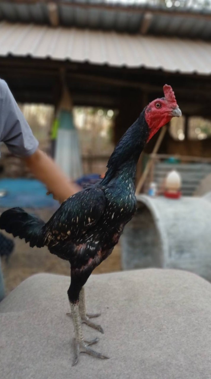 บ่าวสกล คนเลี้ยงไก่🐓