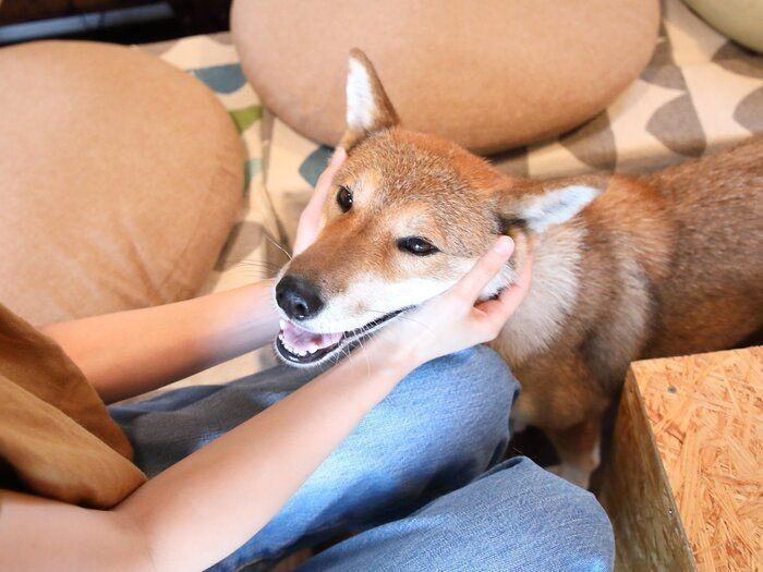 護犬に会えるカフェから犬を迎えるまで いぬのきもちnews