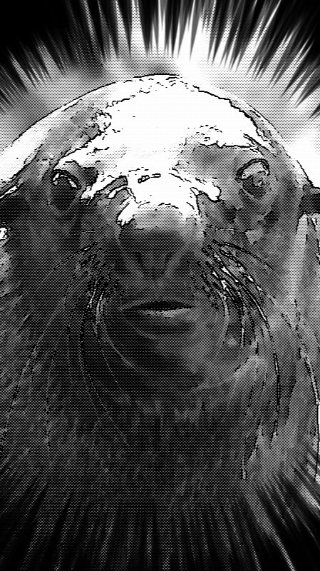 オットセイ