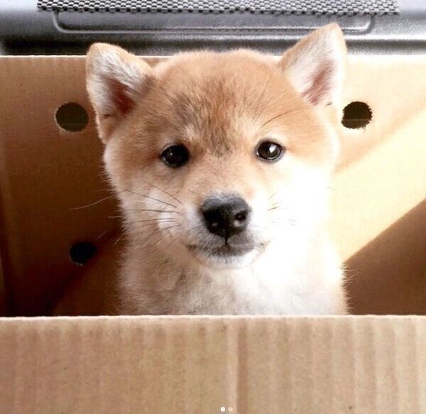 柴犬の成長ビフォーアフターにギャップ萌え