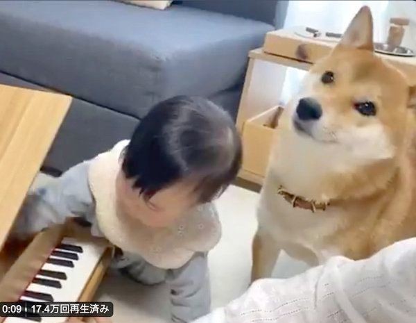 柴犬兄さんに よしよし することを覚えた妹ちゃん その姿が可愛いすぎる