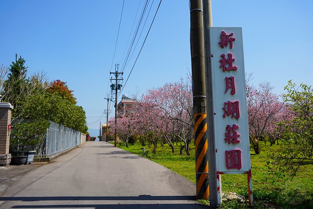 台中新社櫻花林秘境