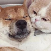 Amazing毛寶貝諮詢