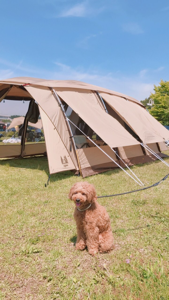 犬キャンプ オープンチャット検索のコチャマ